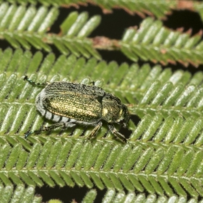 Diphucephala sp. (genus) (Green Scarab Beetle) at QPRC LGA - 12 Mar 2019 by AlisonMilton