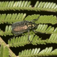 Diphucephala sp. (genus) at Queanbeyan East, NSW - 13 Mar 2019