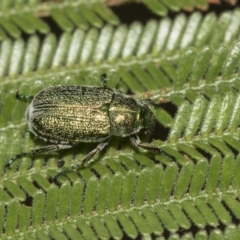 Diphucephala sp. (genus) at Queanbeyan East, NSW - 13 Mar 2019 10:16 AM