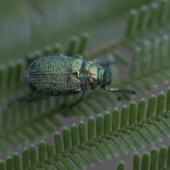 Diphucephala sp. (genus) at Queanbeyan East, NSW - 13 Mar 2019 10:16 AM