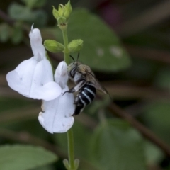 Amegilla (Zonamegilla) asserta (Blue Banded Bee) at Queanbeyan East, NSW - 12 Mar 2019 by AlisonMilton