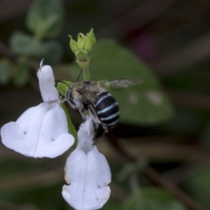 Amegilla (Zonamegilla) asserta at Queanbeyan East, NSW - 13 Mar 2019