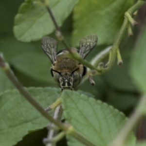 Amegilla (Zonamegilla) asserta at Queanbeyan East, NSW - 13 Mar 2019