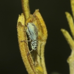 Titinia tenuis (Titinia weevil) at Queanbeyan River - 12 Mar 2019 by AlisonMilton