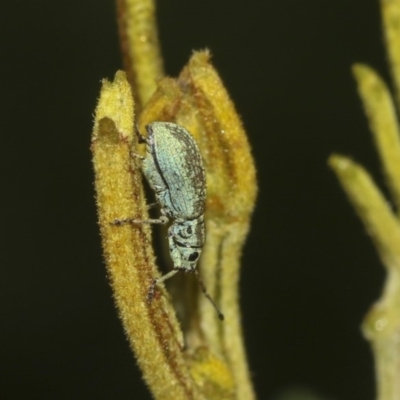 Titinia tenuis (Titinia weevil) at QPRC LGA - 12 Mar 2019 by AlisonMilton