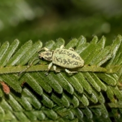 Titinia tenuis at Queanbeyan East, NSW - 13 Mar 2019