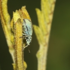 Titinia tenuis at Queanbeyan East, NSW - 13 Mar 2019 10:14 AM