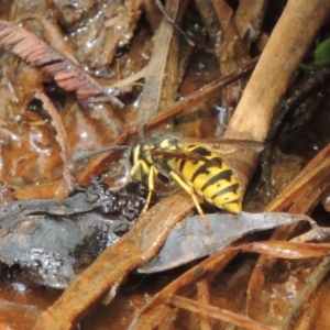 Vespula germanica at Banks, ACT - 16 Feb 2019 05:23 PM