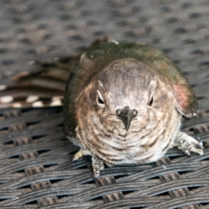 Chrysococcyx lucidus at Chapman, ACT - 14 Mar 2019