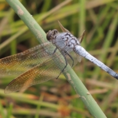 Orthetrum caledonicum (Blue Skimmer) at Banks, ACT - 16 Feb 2019 by michaelb