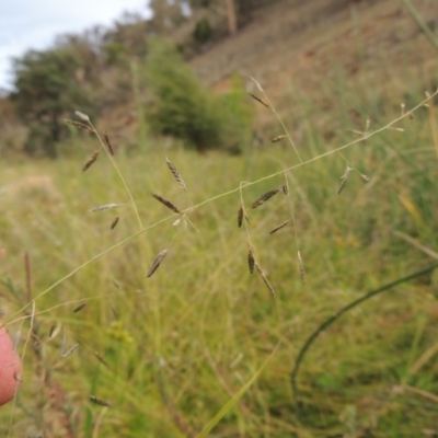 Eragrostis brownii (Common Love Grass) at Rob Roy Range - 16 Feb 2019 by michaelb