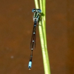 Austroagrion watsoni (Eastern Billabongfly) at Hall, ACT - 18 Feb 2019 by jb2602