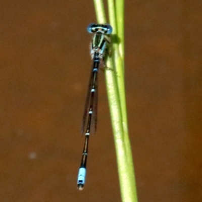 Austroagrion watsoni (Eastern Billabongfly) at Hall, ACT - 18 Feb 2019 by jb2602