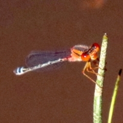 Xanthagrion erythroneurum (Red & Blue Damsel) at Hall, ACT - 18 Feb 2019 by jb2602