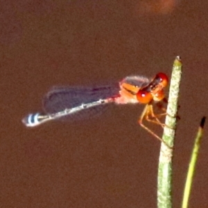Xanthagrion erythroneurum at Hall, ACT - 18 Feb 2019