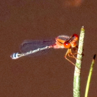 Xanthagrion erythroneurum (Red & Blue Damsel) at Hall, ACT - 17 Feb 2019 by jbromilow50