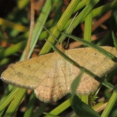 Scopula rubraria (Reddish Wave, Plantain Moth) at Banks, ACT - 16 Feb 2019 by MichaelBedingfield