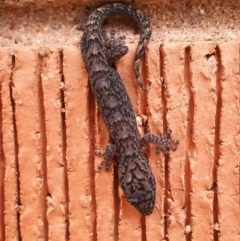 Christinus marmoratus (Southern Marbled Gecko) at Macquarie, ACT - 13 Mar 2019 by Heino1