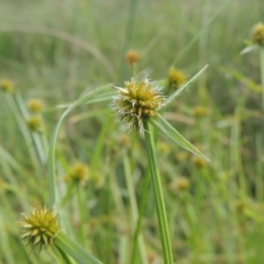 Cyperus sphaeroideus (Scented Sedge) at Banks, ACT - 16 Feb 2019 by MichaelBedingfield