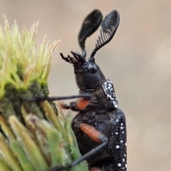 Rhipicera femorata (Feather-horned beetle) at Mount Painter - 14 Mar 2019 by CathB