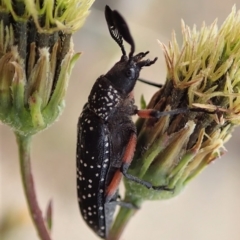 Rhipicera (Agathorhipis) femorata at Dunlop, ACT - 14 Mar 2019