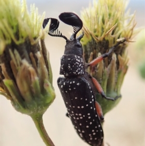 Rhipicera (Agathorhipis) femorata at Dunlop, ACT - 14 Mar 2019 08:02 AM