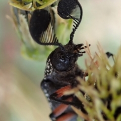 Rhipicera (Agathorhipis) femorata at Dunlop, ACT - 14 Mar 2019 08:02 AM