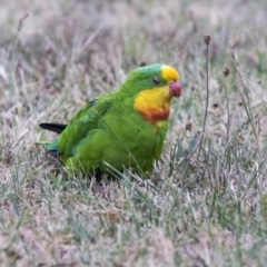 Polytelis swainsonii (Superb Parrot) at Holt, ACT - 13 Mar 2019 by Alison Milton