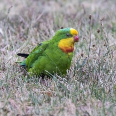 Polytelis swainsonii (Superb Parrot) at Holt, ACT - 14 Mar 2019 by AlisonMilton