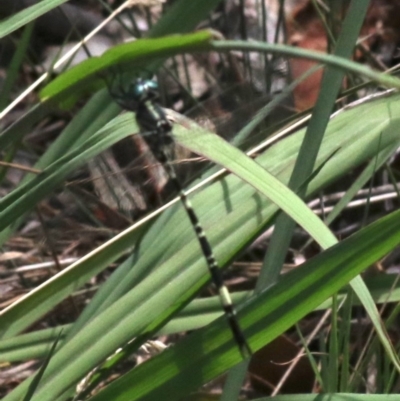 Parasynthemis regina (Royal Tigertail) at Hall, ACT - 18 Feb 2019 by jb2602