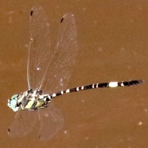 Parasynthemis regina at Hall, ACT - 18 Feb 2019