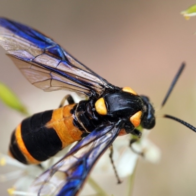 Pterygophorus cinctus (Bottlebrush sawfly) at Macquarie, ACT - 28 Dec 2016 by Heino1