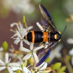 Pterygophorus cinctus at Macquarie, ACT - 29 Dec 2016