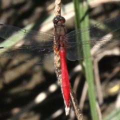 Orthetrum villosovittatum (Fiery Skimmer) at Cotter Reserve - 21 Feb 2019 by jbromilow50