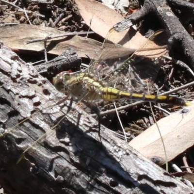 Orthetrum caledonicum (Blue Skimmer) at Majura, ACT - 14 Feb 2019 by jb2602