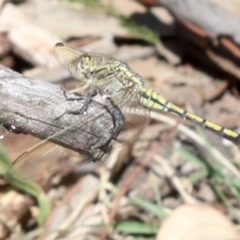 Orthetrum caledonicum at Majura, ACT - 14 Feb 2019 10:08 AM