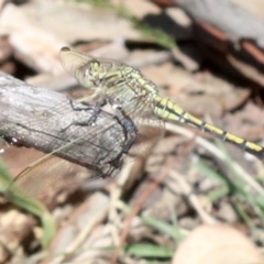 Orthetrum caledonicum at Majura, ACT - 14 Feb 2019