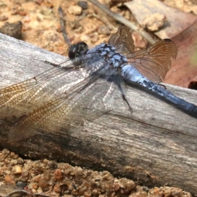 Orthetrum caledonicum (Blue Skimmer) at Hall, ACT - 18 Feb 2019 by jb2602