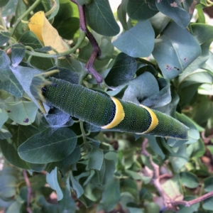 Charaxes sempronius at Pambula Preschool - 8 Mar 2019