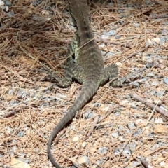 Intellagama lesueurii howittii (Gippsland Water Dragon) at Cotter Reserve - 21 Feb 2019 by jbromilow50