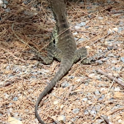 Intellagama lesueurii howittii (Gippsland Water Dragon) at Cotter Reserve - 21 Feb 2019 by jbromilow50