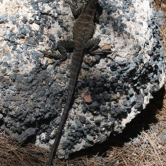 Intellagama lesueurii howittii at Paddys River, ACT - 21 Feb 2019 01:02 PM