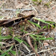Gastrimargus musicus (Yellow-winged Locust or Grasshopper) at Namadgi National Park - 13 Mar 2019 by JohnBundock