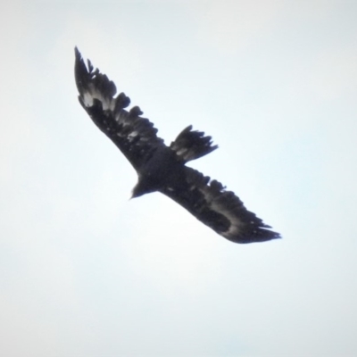 Aquila audax (Wedge-tailed Eagle) at Namadgi National Park - 13 Mar 2019 by JohnBundock