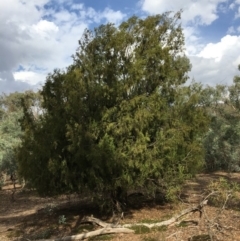 Exocarpos cupressiformis (Cherry Ballart) at Mount Ainslie - 14 Mar 2019 by jb2602