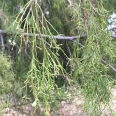 Exocarpos cupressiformis at Ainslie, ACT - 14 Mar 2019