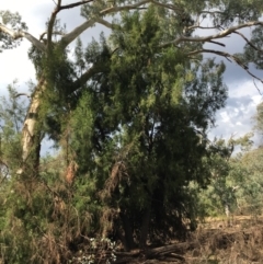 Exocarpos cupressiformis (Cherry Ballart) at Ainslie, ACT - 14 Mar 2019 by jb2602