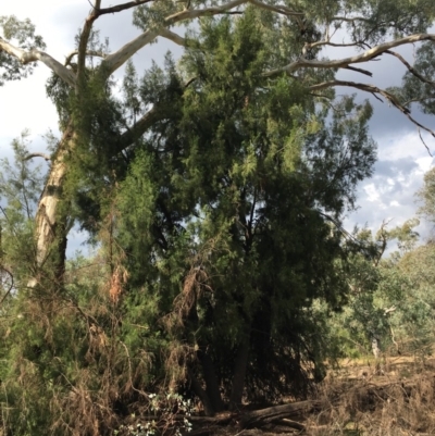 Exocarpos cupressiformis (Cherry Ballart) at Ainslie, ACT - 14 Mar 2019 by jb2602