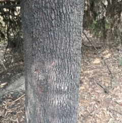 Exocarpos cupressiformis at Ainslie, ACT - 14 Mar 2019 04:29 PM