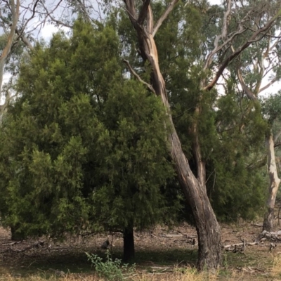 Exocarpos cupressiformis (Cherry Ballart) at Mount Ainslie - 14 Mar 2019 by jb2602